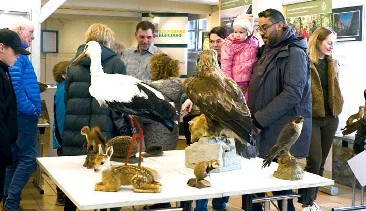 Ausstellung „Unsere heimische Tierwelt“ der Jägerschaft Burgdorf in der KulturWerkStadt