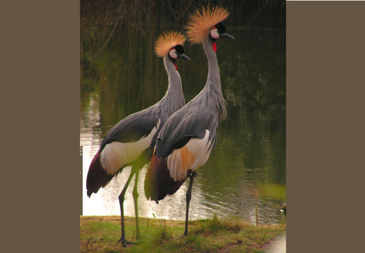 Glücksboten in Gefahr: Kronenkranich ist Zootier des Jahres