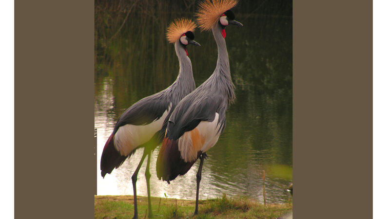 Glücksboten in Gefahr: Kronenkranich ist Zootier des Jahres