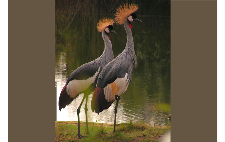 Glücksboten in Gefahr: Kronenkranich ist Zootier des Jahres