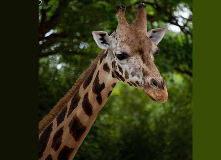 Trauer im Zoo Hannover: Giraffe „Jamila“ gestorben