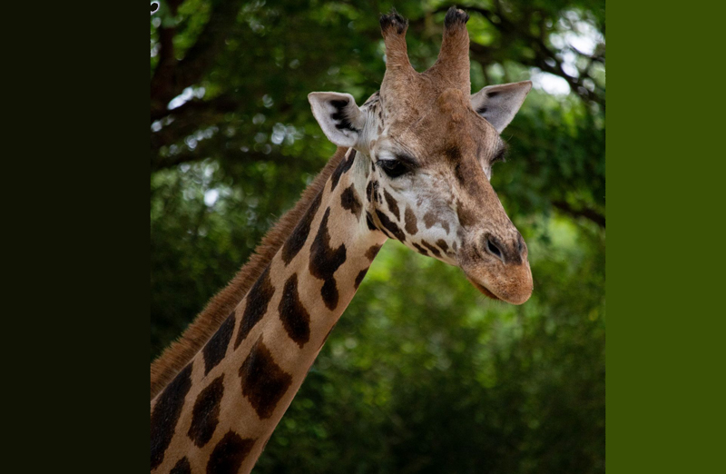 Trauer im Zoo Hannover: Giraffe „Jamila“ gestorben
