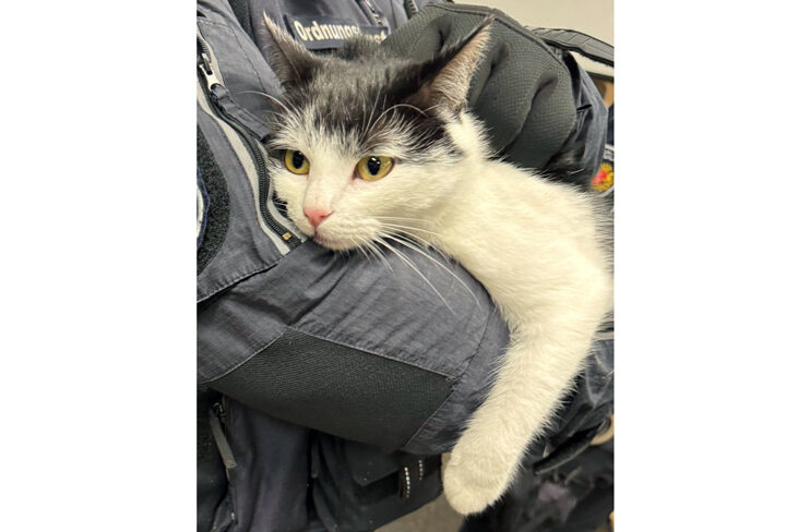 Kooperationsstreife nimmt vierbeinige Schwarzfahrerin in Bremen in Obhut