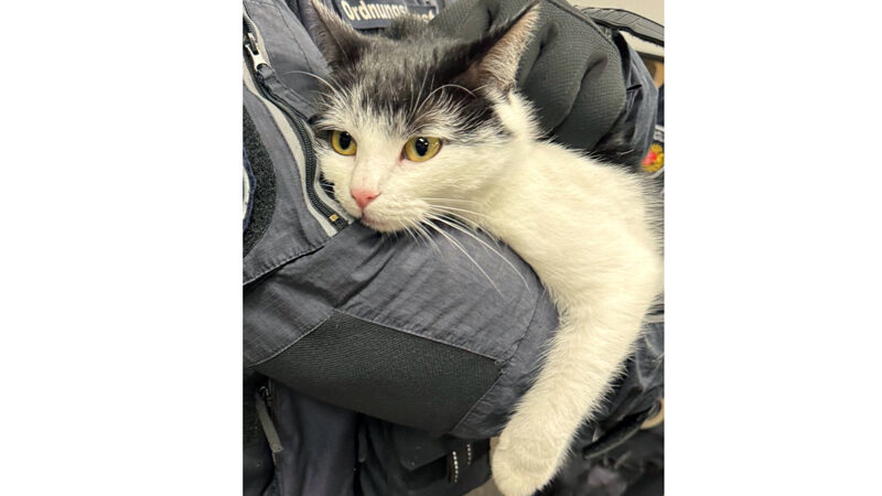 Kooperationsstreife nimmt vierbeinige Schwarzfahrerin in Bremen in Obhut