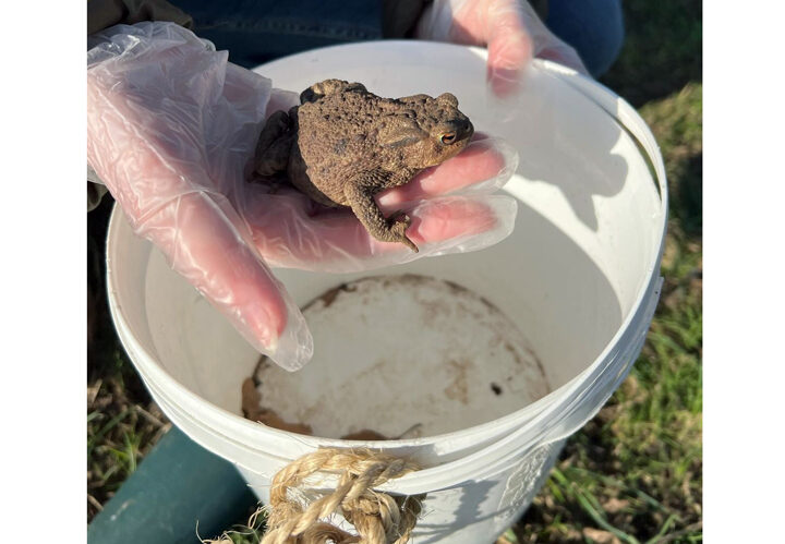 Aktion Krötenwanderung: Wer hilft den Kröten über die Straße?