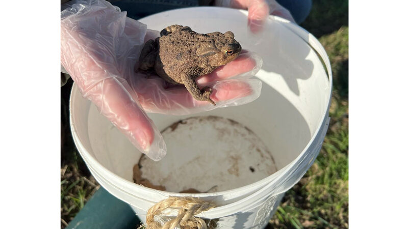 Aktion Krötenwanderung: Wer hilft den Kröten über die Straße?
