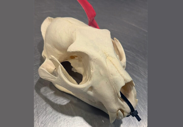 Hauptzollamt Hannover: Ein Koffer voll Arbeit beim Zoll vorgelegt