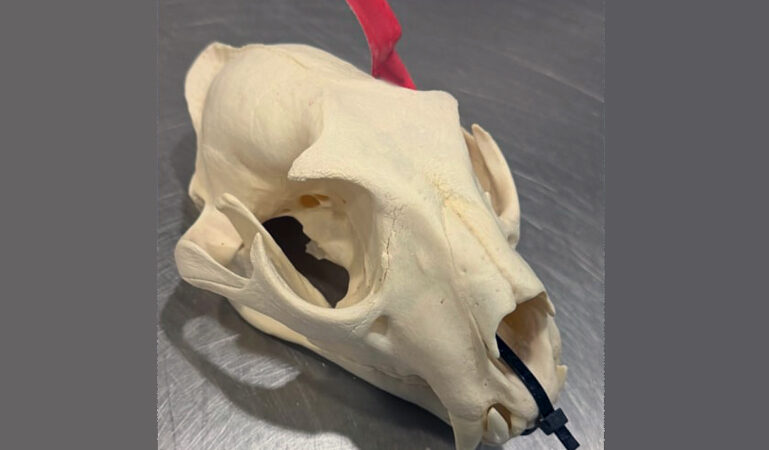 Hauptzollamt Hannover: Ein Koffer voll Arbeit beim Zoll vorgelegt