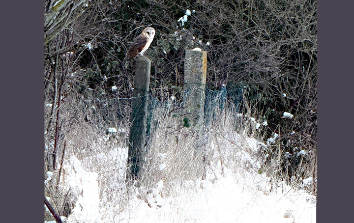 Schleiereulen in Sehnde mit akuten Nahrungsproblemen