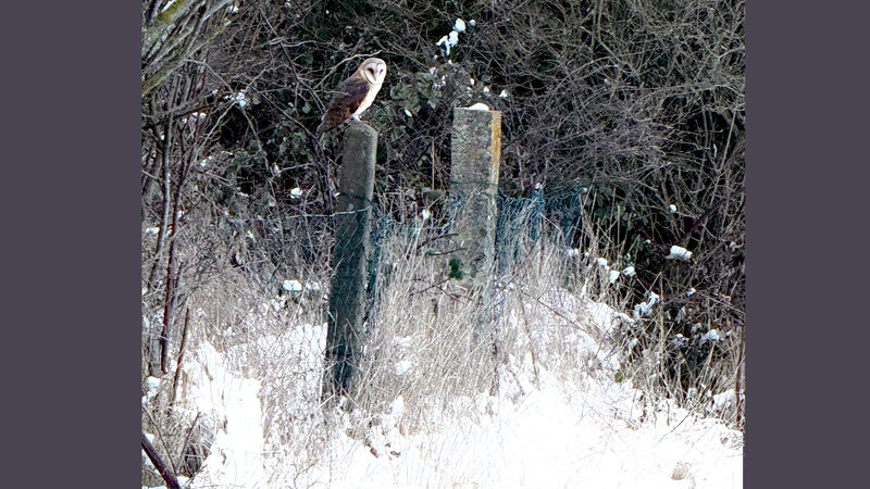 Schleiereulen in Sehnde mit akuten Nahrungsproblemen