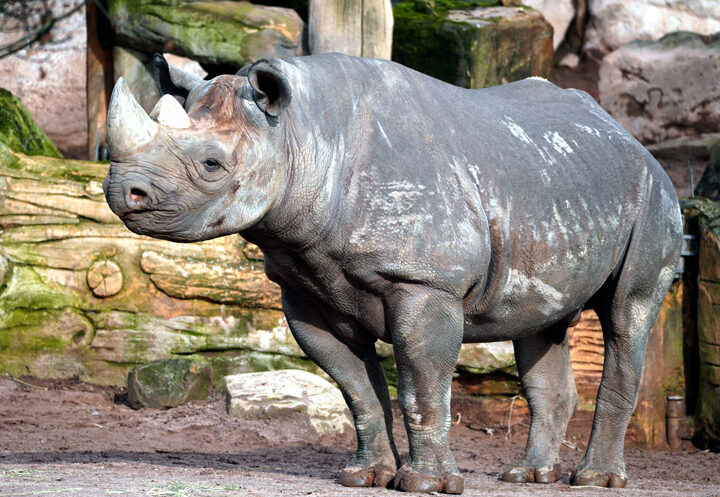 Gestatten: Nashorn „Nasor“ – der Neue im Erlebnis-Zoo
