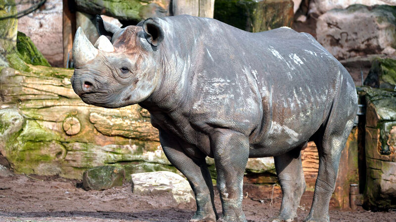 Gestatten: Nashorn „Nasor“ – der Neue im Erlebnis-Zoo