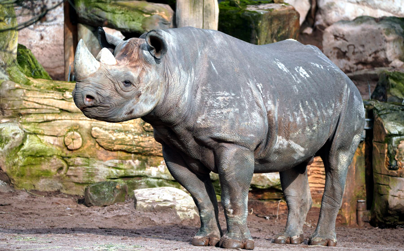 Gestatten: Nashorn „Nasor“ – der Neue im Erlebnis-Zoo