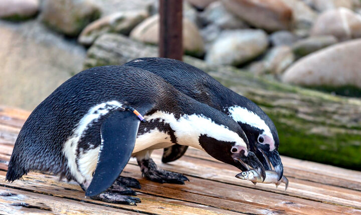 Valentinstag: Das Liebesleben im Tierreich
