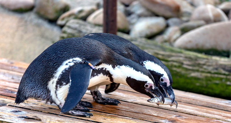 Valentinstag: Das Liebesleben im Tierreich
