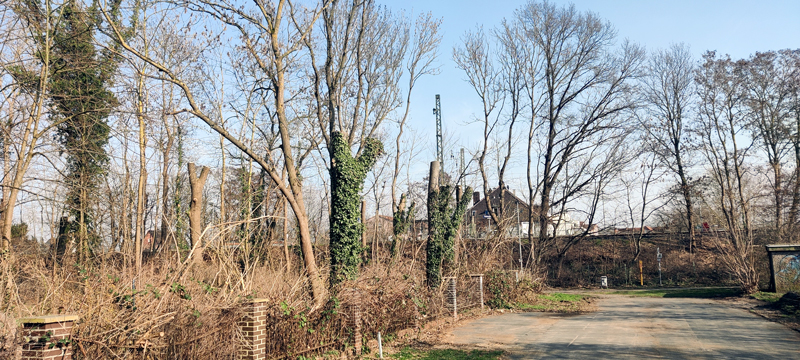 Pflegemaßnahmen an Eschen im Bereich „Kötterscher Park“: Verkehrssicherheit im Blick