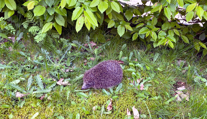 Nächtliche Pause für Mähroboter schützt Igel und Co.