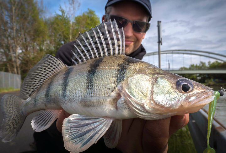 Invasive Raubfischart breitet sich in Norddeutschland aus – Angler liefern Daten