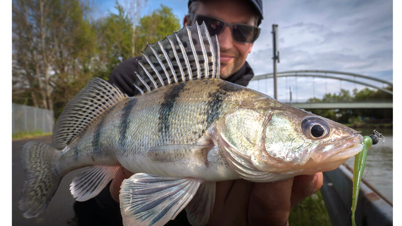 Invasive Raubfischart bereitet sich in Norddeutschland aus – Angler liefern Daten