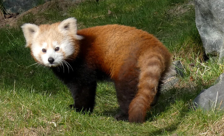 Reise für den Artenschutz: Kleiner Panda zieht nach Schweden