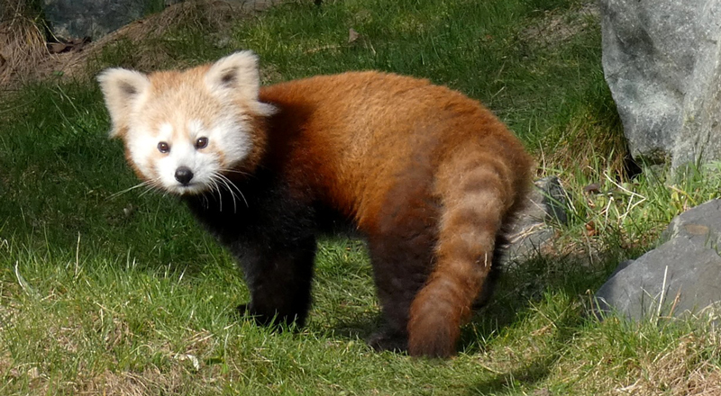 Reise für den Artenschutz: Kleiner Panda zieht nach Schweden