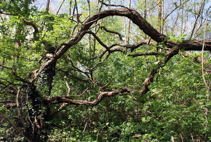 Rundgang durch einen verwilderten Park in Sehnde