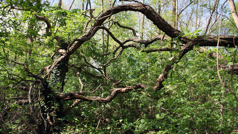 Rundgang durch einen verwilderten Park in Sehnde