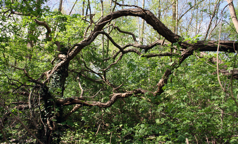 Rundgang durch einen verwilderten Park in Sehnde