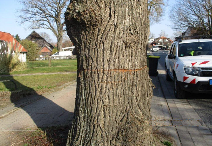 Sachbeschädigung an 130-jährigem geschütztem Baum in Lehrte