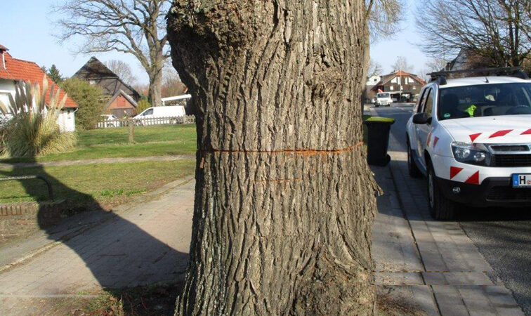 Sachbeschädigung an 130-jährigem geschütztem Baum in Lehrte