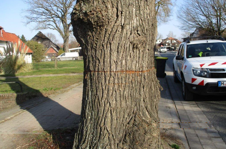 Sachbeschädigung an 130-jährigem geschütztem Baum in Lehrte