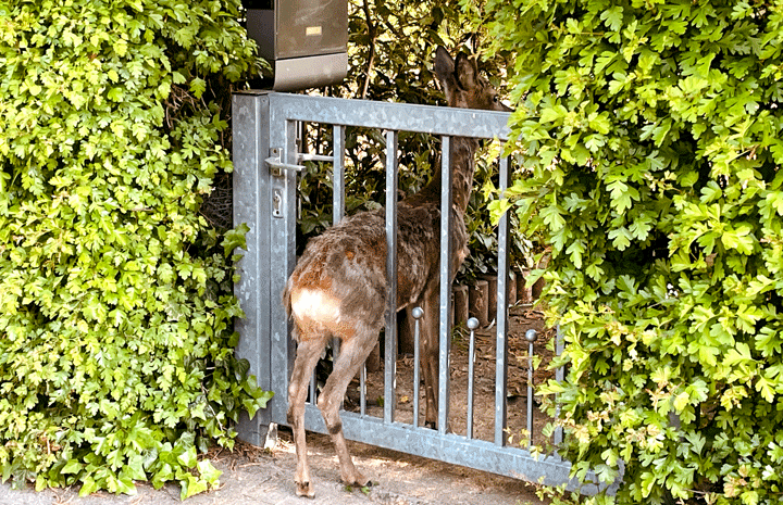 Rehbock klemmt in Eingangspforte in Lehrte fest