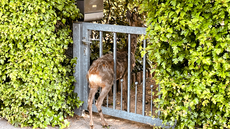 Rehbock klemmt in Eingangspforte in Lehrte fest