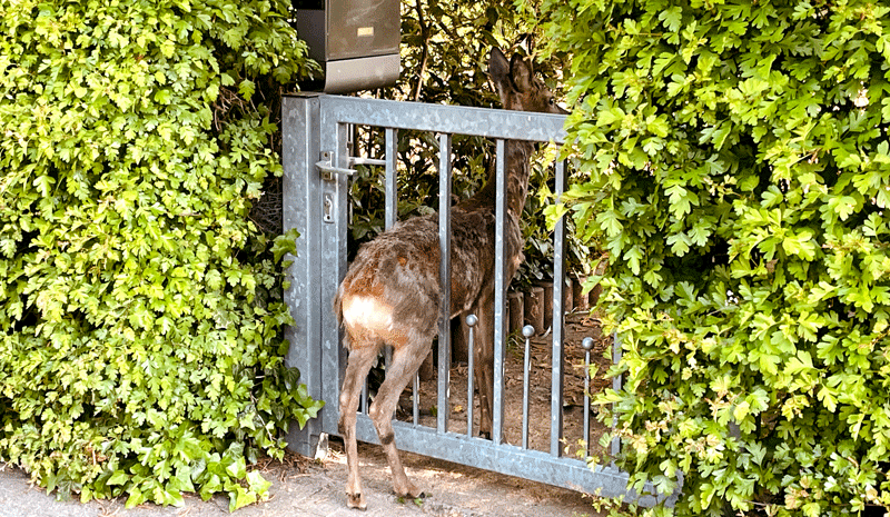 Rehbock klemmt in Eingangspforte in Lehrte fest