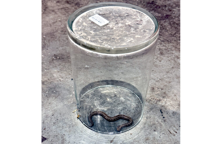 Schlange gesichert und lange Ölspur beseitigt: Zwei Einsätze für die Ortsfeuerwehr Höver