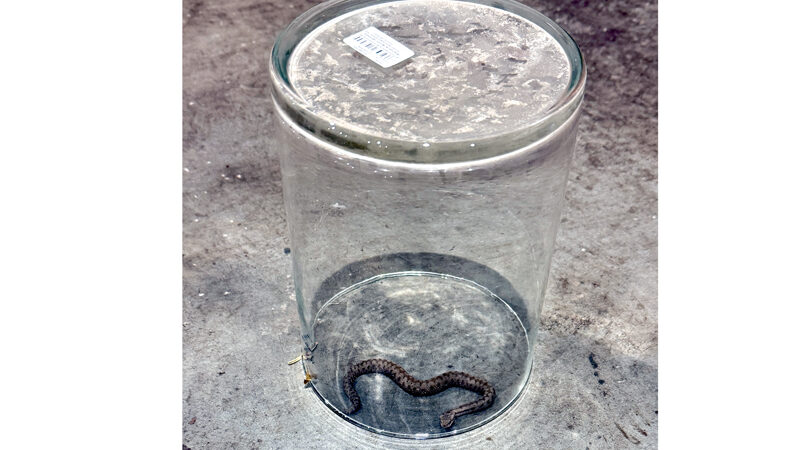 Schlange gesichert und lange Ölspur beseitigt: Zwei Einsätze für die Ortsfeuerwehr Höver