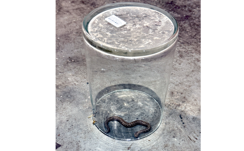 Schlange gesichert und lange Ölspur beseitigt: Zwei Einsätze für die Ortsfeuerwehr Höver