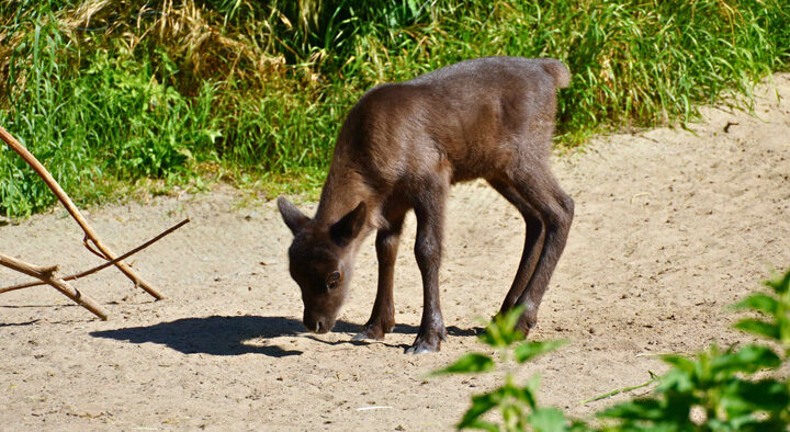 Schokobrauner Nachwuchs im Erlebnis-Zoo