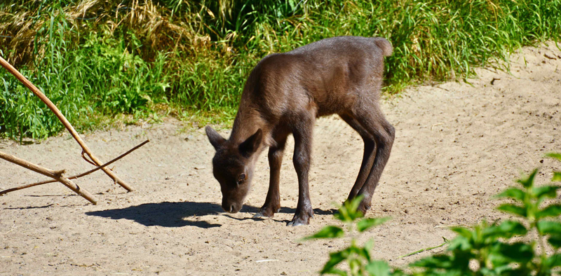 Schokobrauner Nachwuchs im Erlebnis-Zoo
