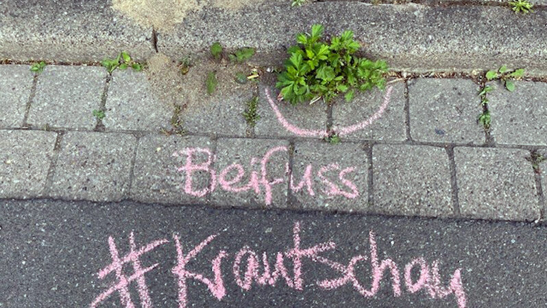 Mitmachen: Krautschau in Sehnde – mit Kreide Aufmerksamkeit für die städtische Flora schaffen