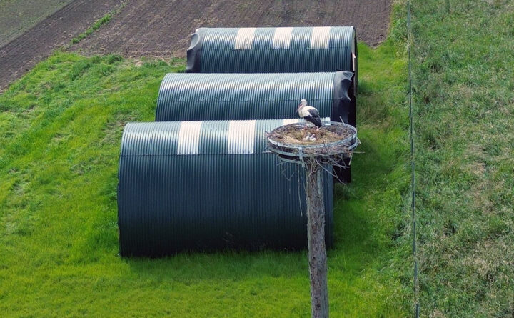 Familienleben in Wassels Storchennest eingekehrt