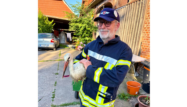 Feuerwehr Evern bringt Jungstorch zurück ins Nest
