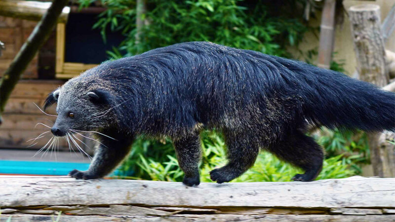 Kuriose Mischung aus Bär und Katze mit Popcornduft