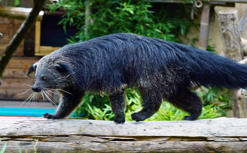 Kuriose Mischung aus Bär und Katze mit Popcornduft