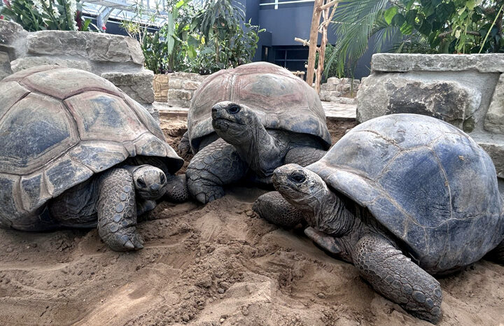 Die Rückkehr der Riesen in den Zoo Hannover