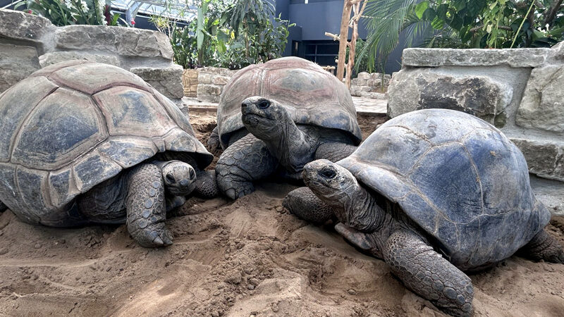Die Rückkehr der Riesen in den Zoo Hannover
