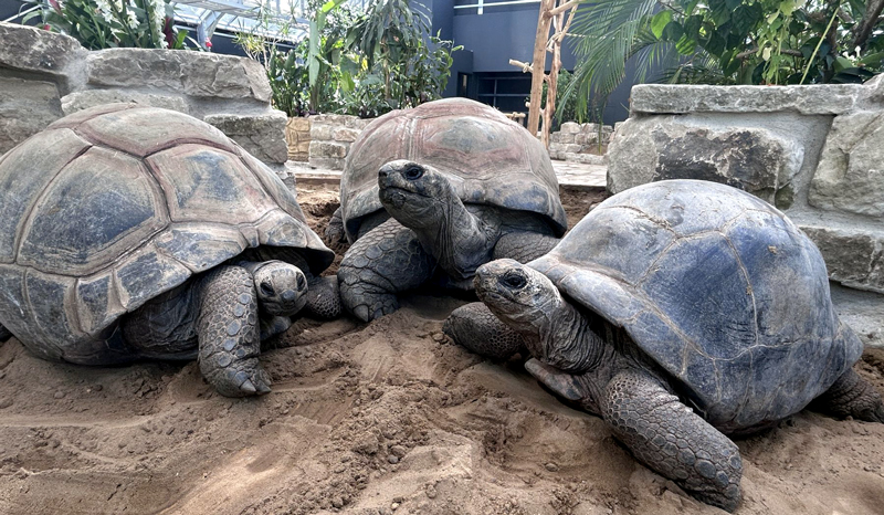 Die Rückkehr der Riesen in den Zoo Hannover