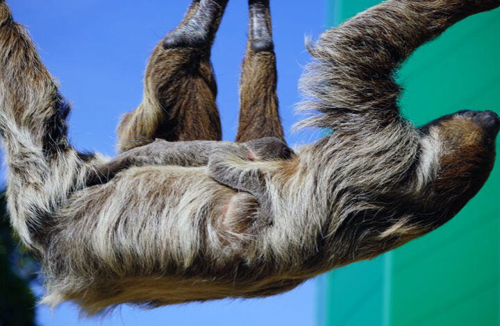 Suchspiel nach Stupsnase: Nachwuchs bei den Faultieren im Zoo Hannover