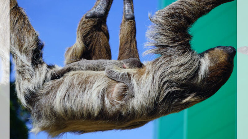 Suchspiel nach Stupsnase: Nachwuchs bei den Faultieren im Zoo Hannover