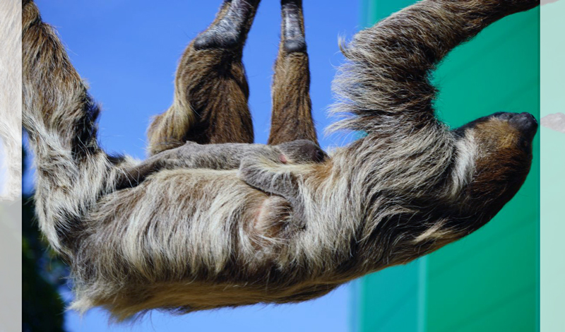Suchspiel nach Stupsnase: Nachwuchs bei den Faultieren im Zoo Hannover